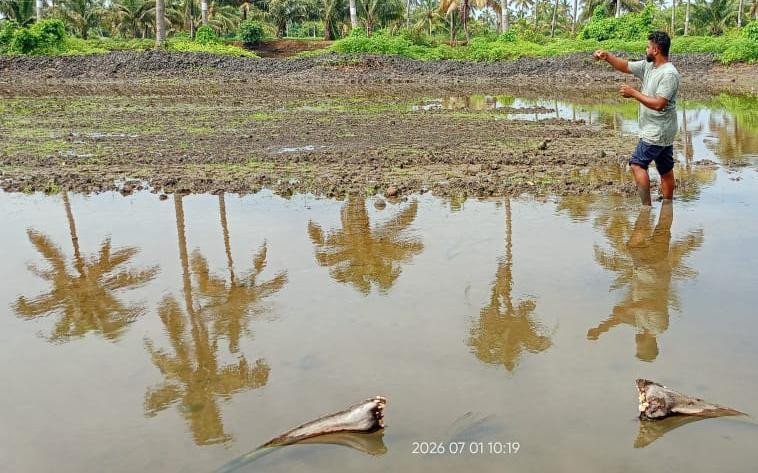 പൊക്കാളി നിലങ്ങളിൽ  കൃഷി നശിപ്പിക്കുന്ന പറവകളെ നിയന്ത്രിക്കാൻ സർക്കാർ നടപടികളെടുക്കണം : നെൽ കർഷകർ